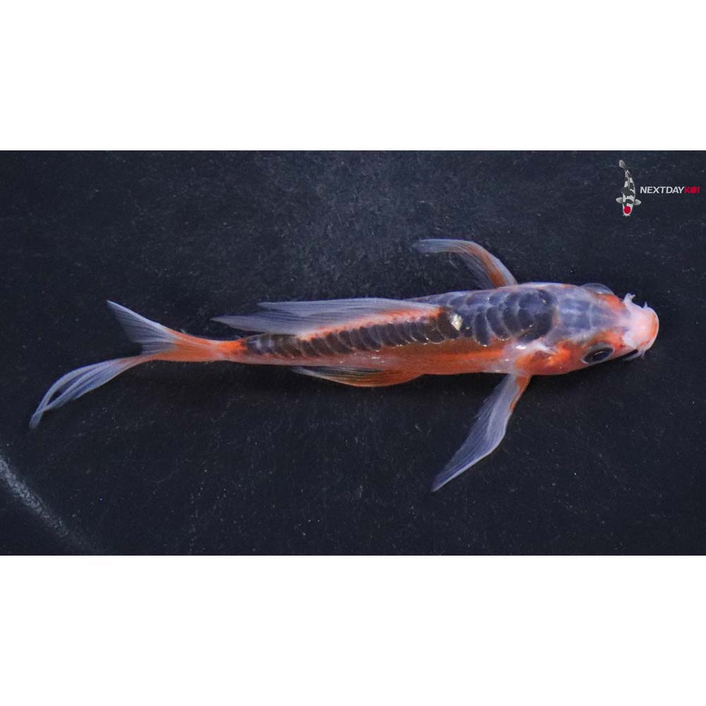 4” Imported Shusui Butterfly Koi