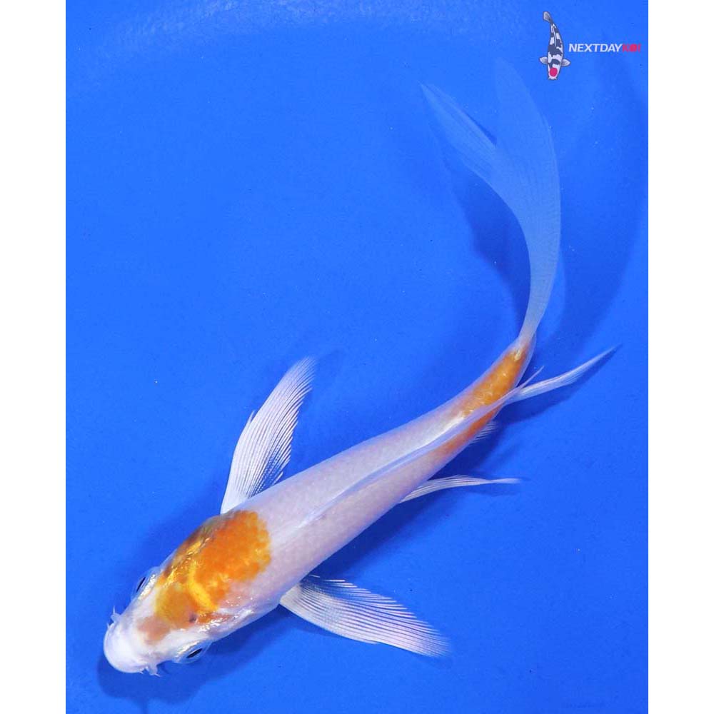4” Imported Hariwake Butterfly Koi