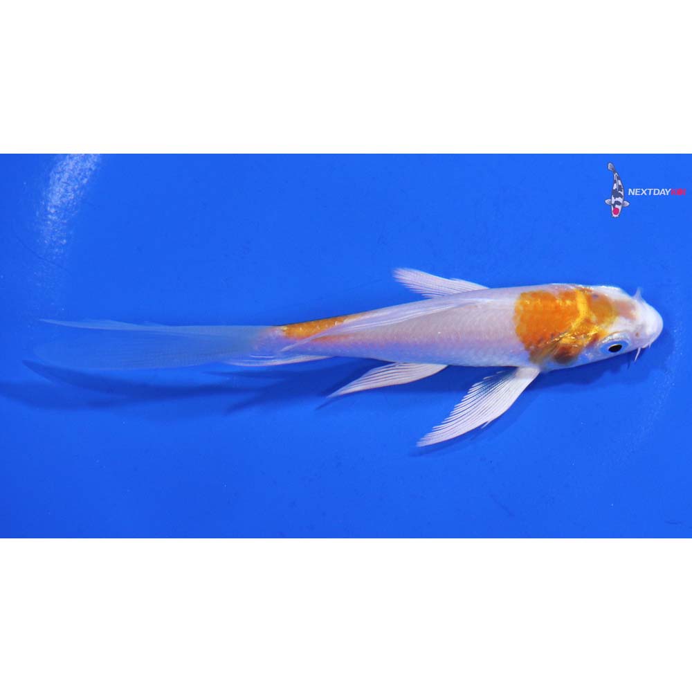 4” Imported Hariwake Butterfly Koi
