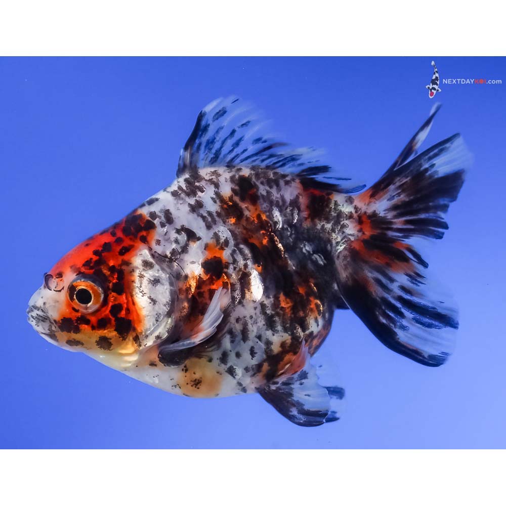 3.5” Imported Male Calico Ryukin