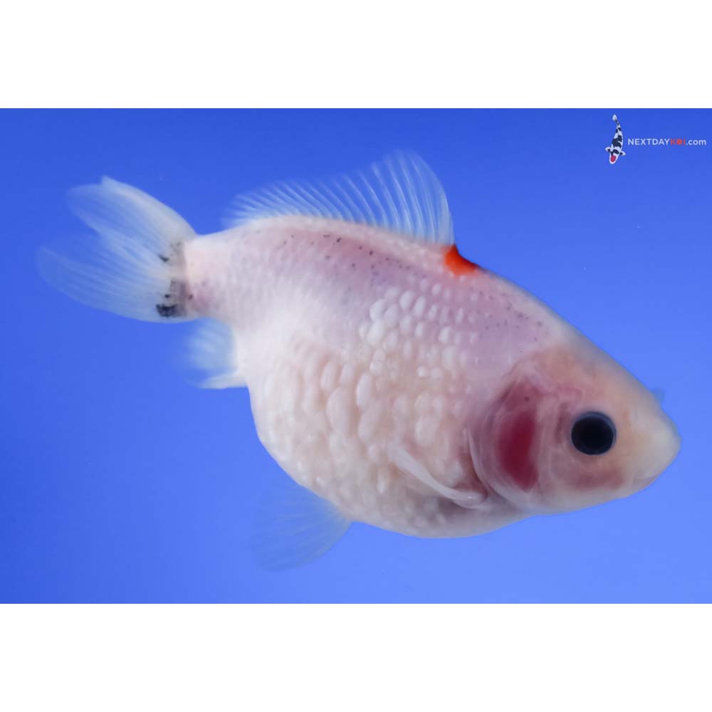 4” Imported Red and White Pearlscale