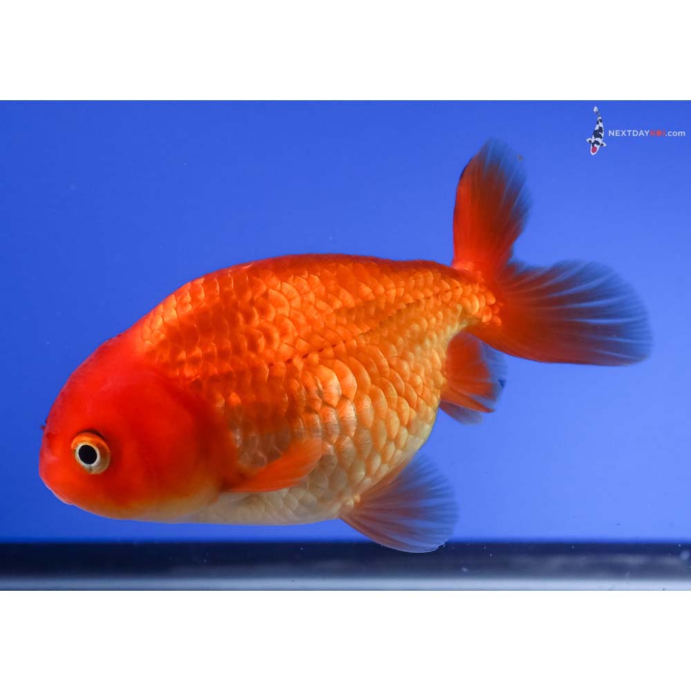 3.5” Imported Red Ranchu