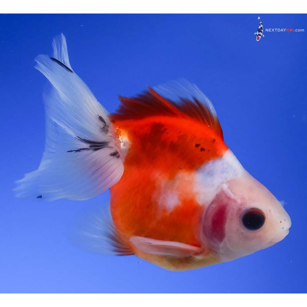 3.5” Imported Male Calico Ryukin