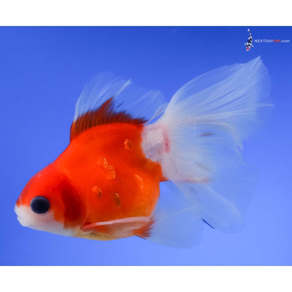 4” Imported Red and White Ryukin