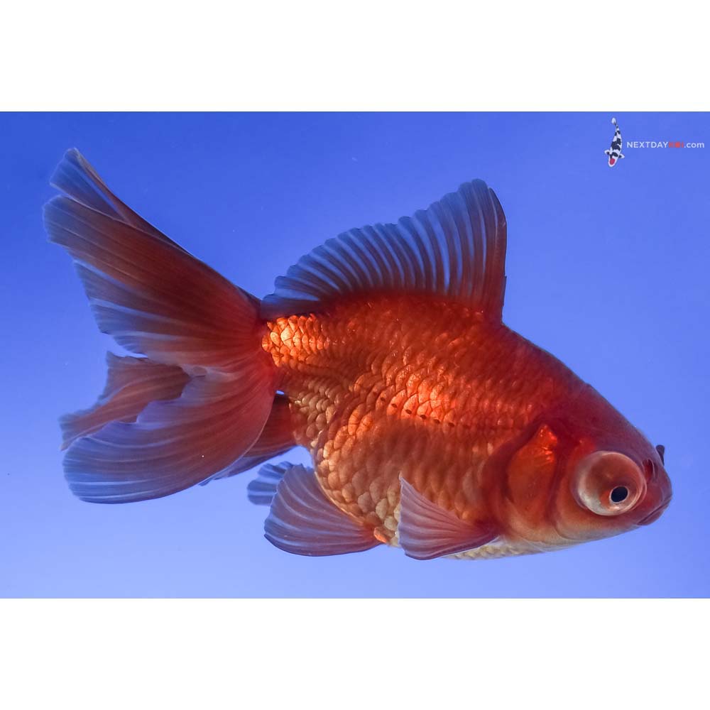 3.5” Imported Bronze Telescope Fantail