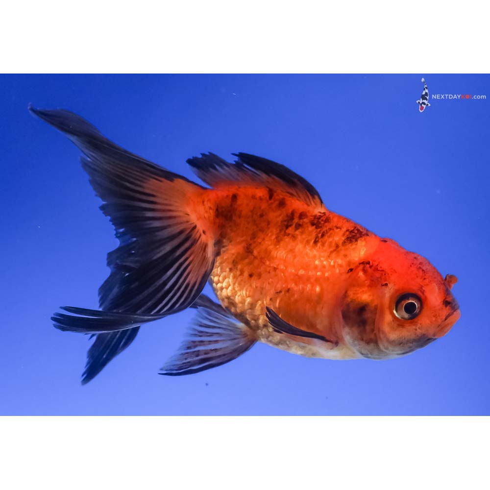 4” Imported Red and Black Fantail