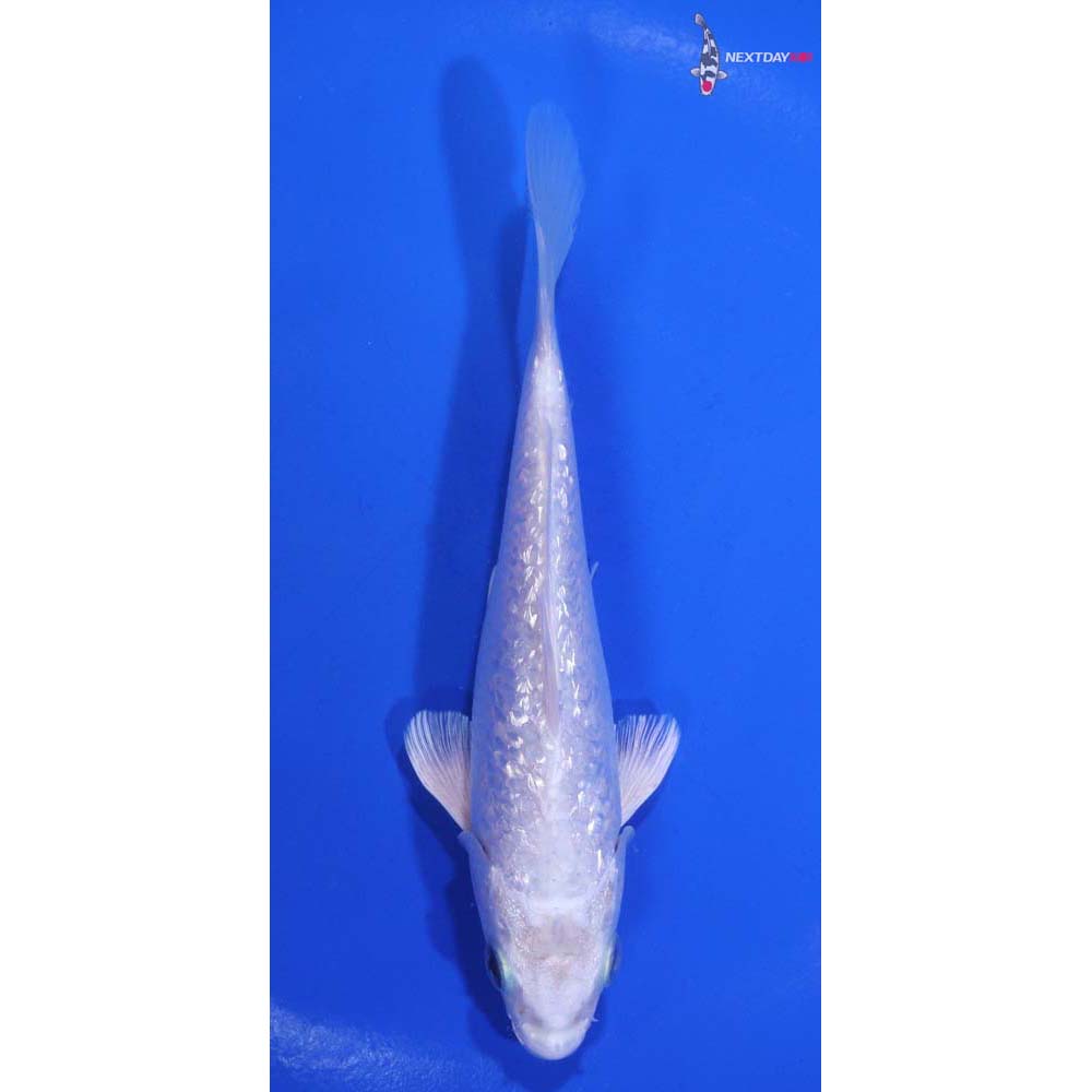 5” Imported Gin Rin Platinum Ogon