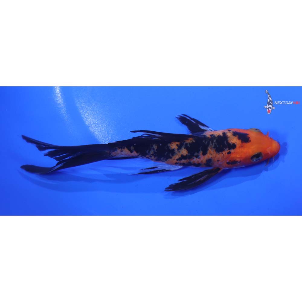 5.5” Imported Aka Bekko Butterfly Koi