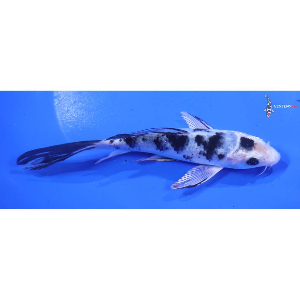 5.5” Imported Gin Shiro Bekko Butterfly Koi