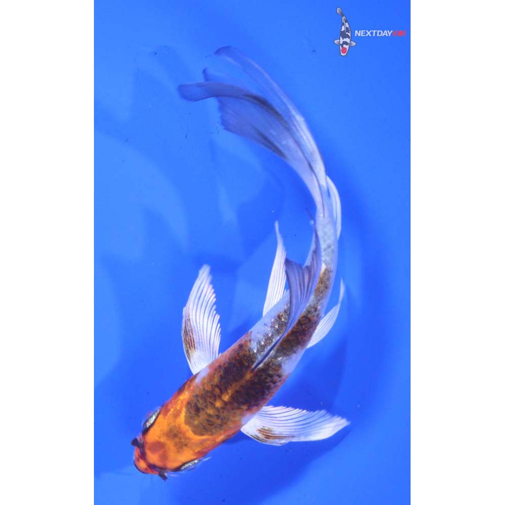 5.5” Imported Kujaku Butterfly Koi