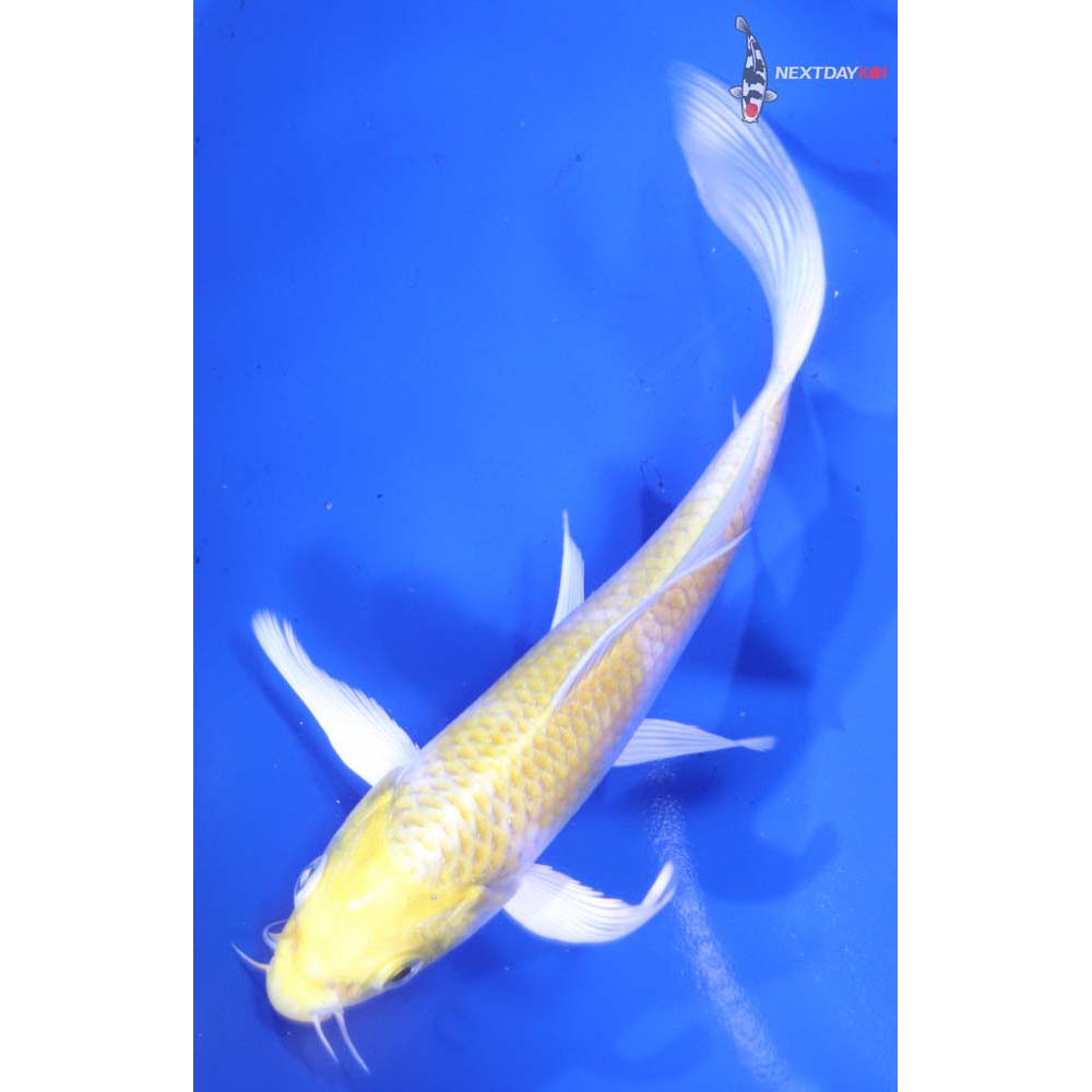 5.5” Imported Lemon Hariwake Butterfly Koi