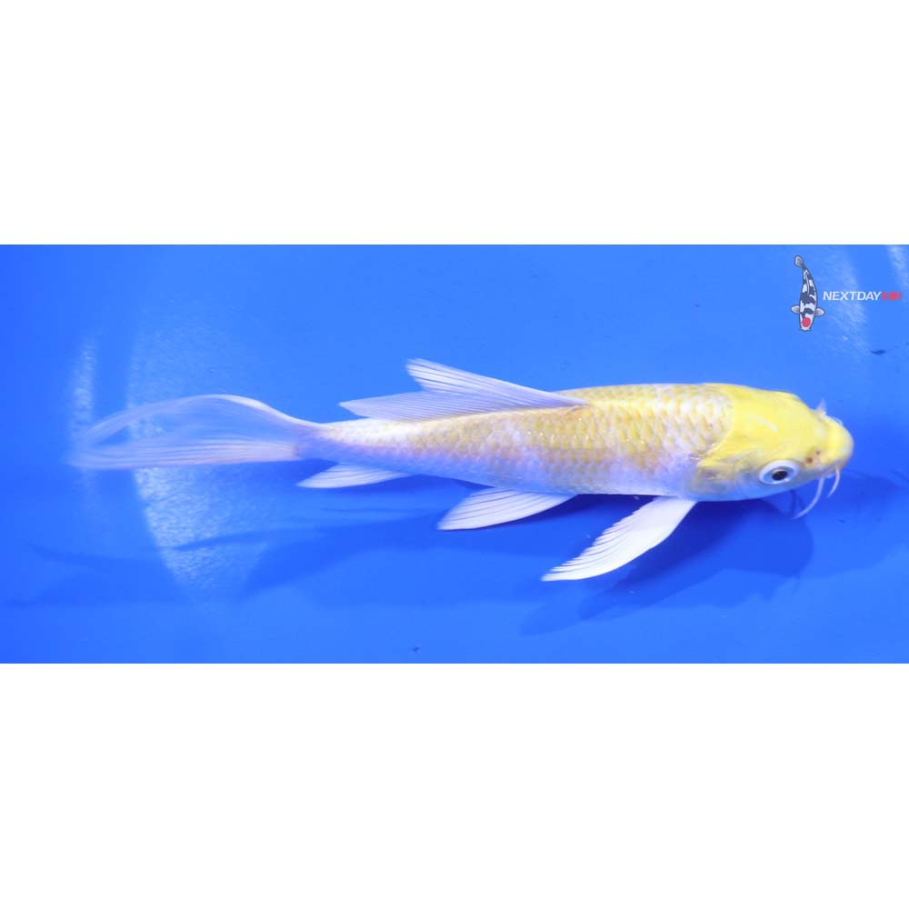 5.5” Imported Lemon Hariwake Butterfly Koi