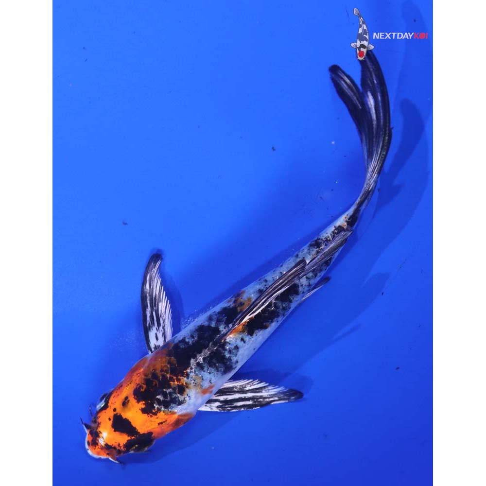 5.5” Imported Yamato Nishiki Butterfly Koi