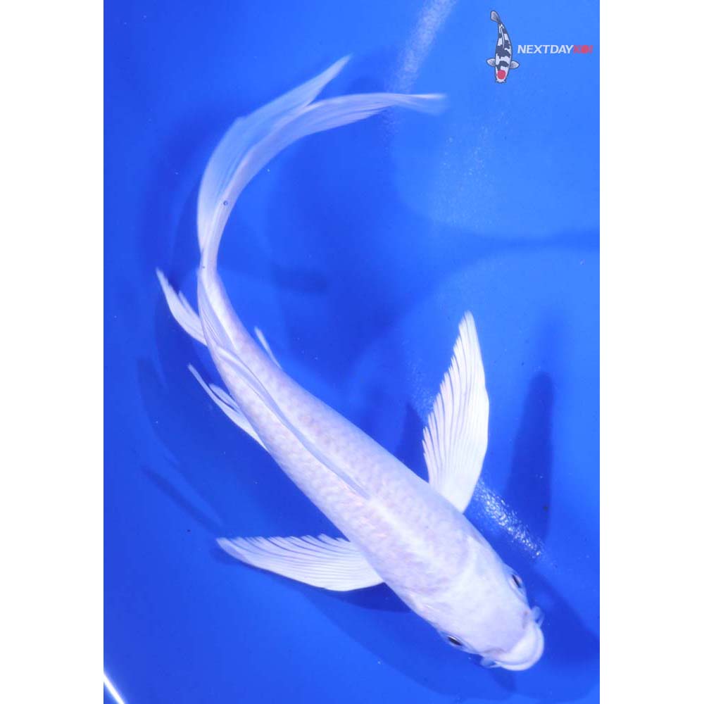 6” Imported Platinum Ogon Butterfly Koi
