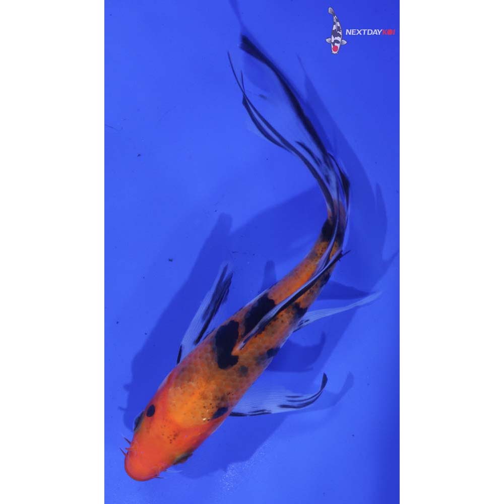 6” Imported Sanke Butterfly Koi