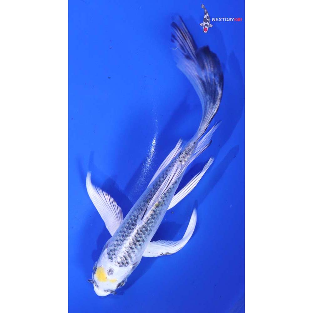 6” Imported Kujaku Butterfly Koi