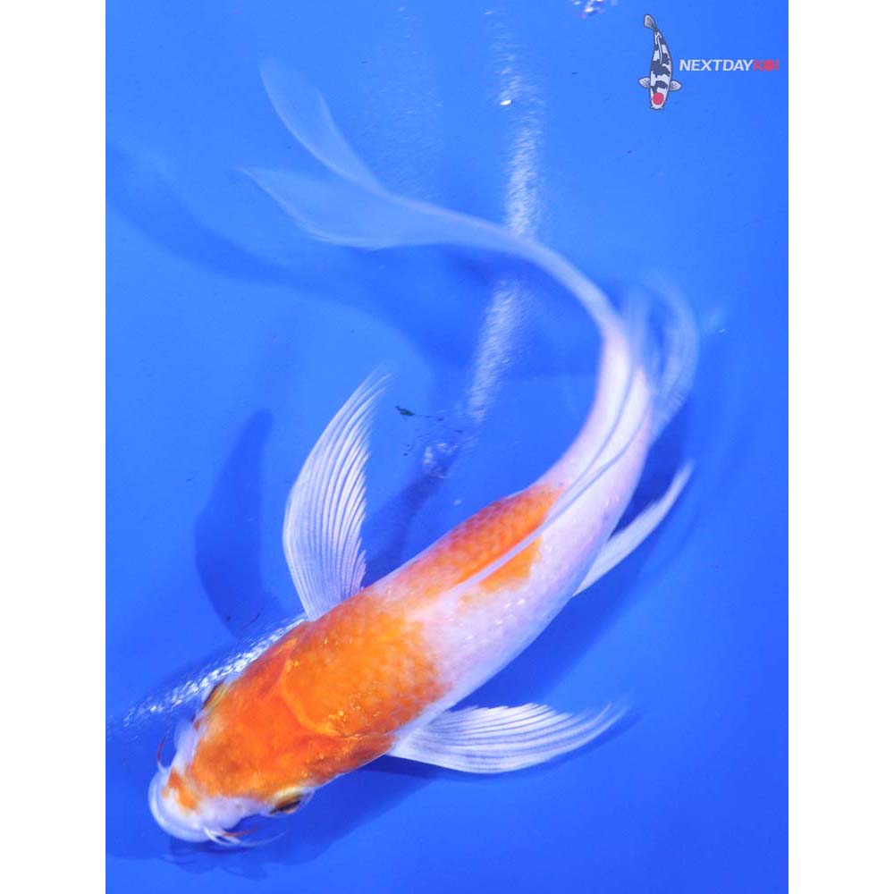 6” Imported Hariwake Butterfly Koi