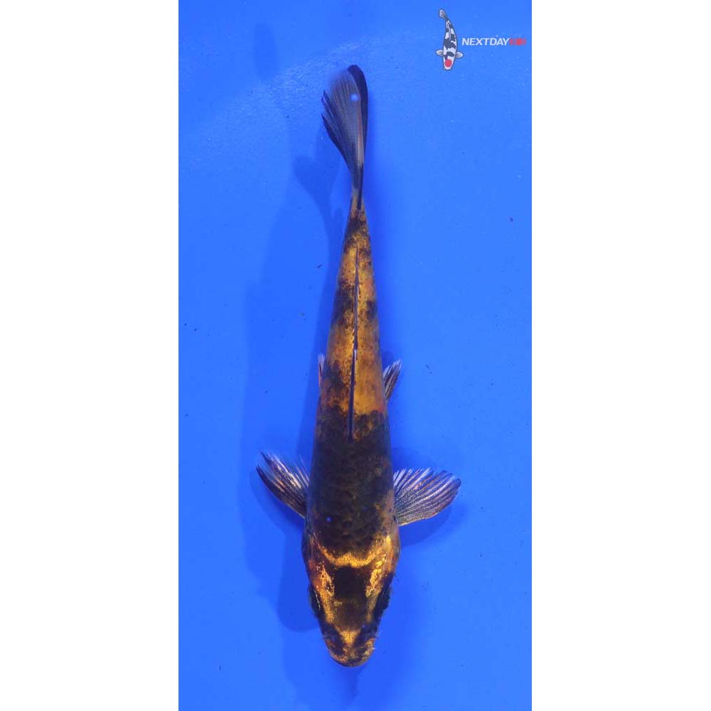 4” Imported Kin Hi Utsuri