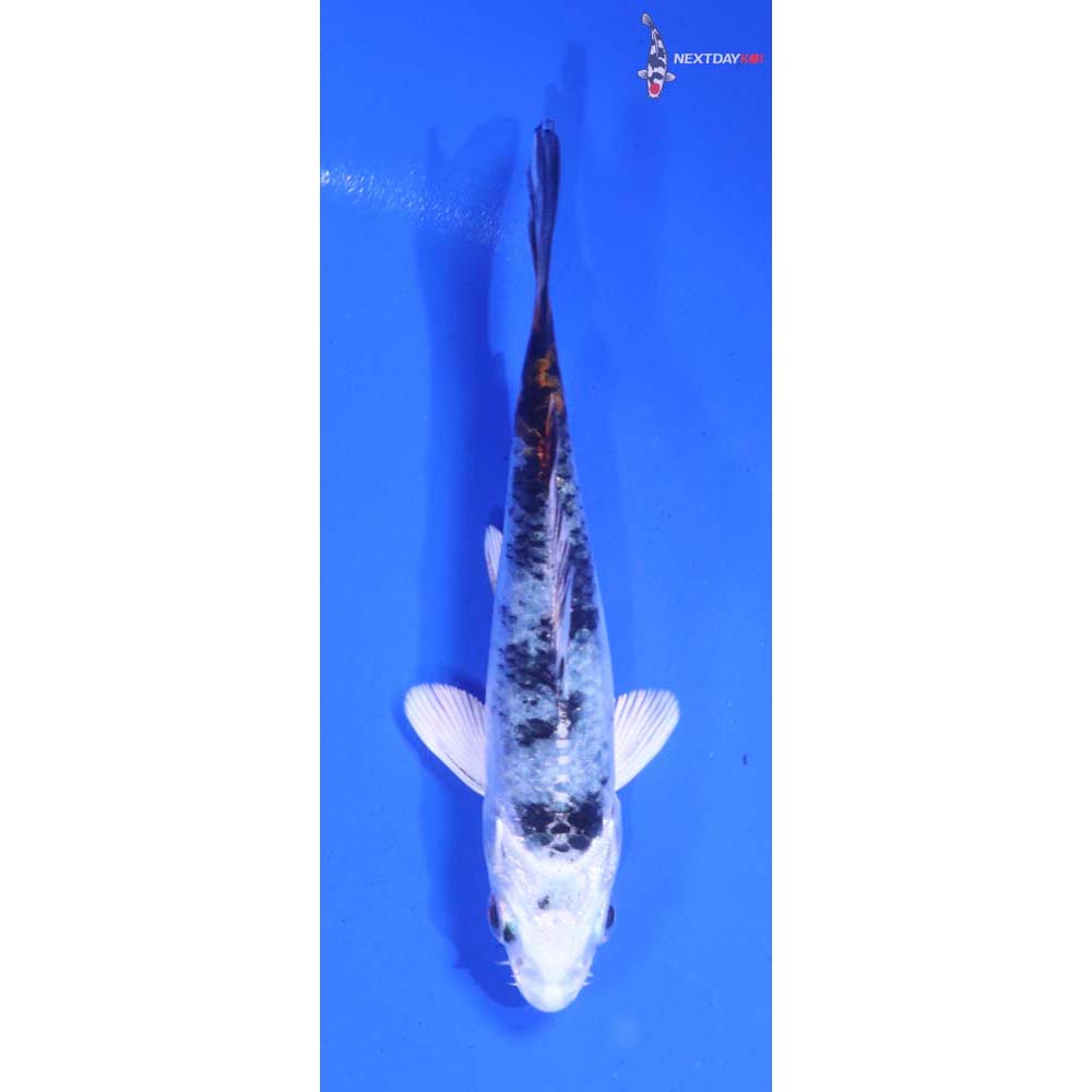 4” Imported Yamato Nishiki