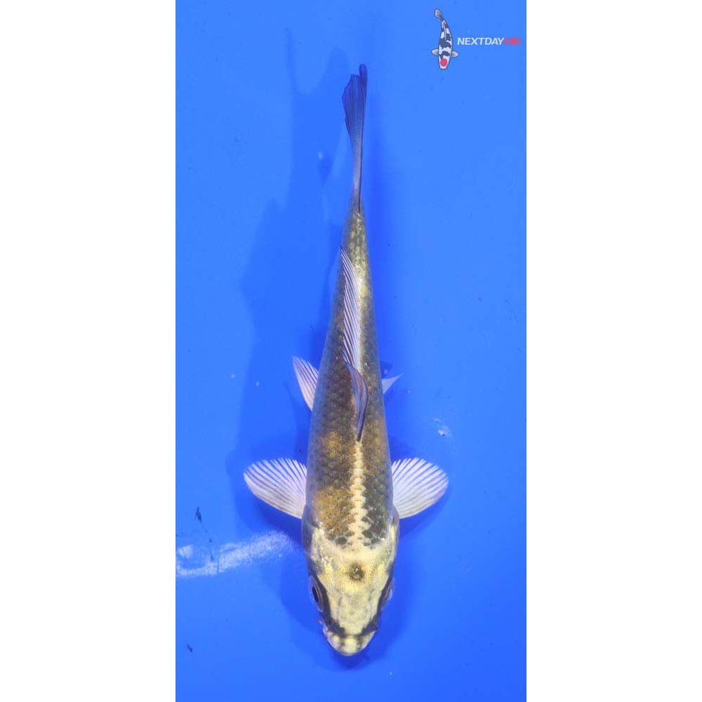 4” Imported Kin Ki Utsuri