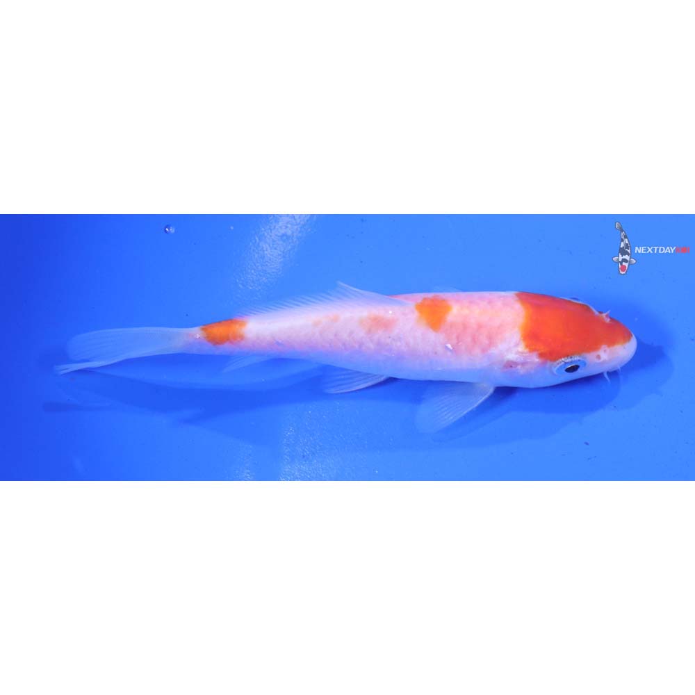 4.5” Imported Kohaku