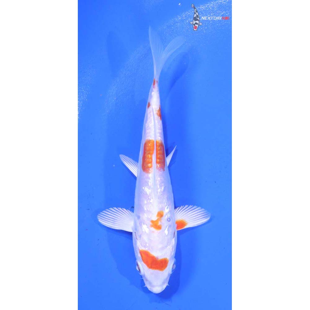 4.5” Imported Gin Rin Kikusui