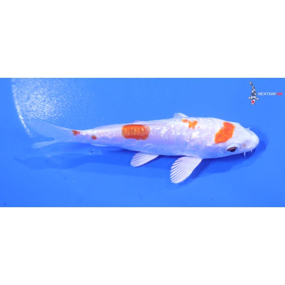 4.5” Imported Gin Rin Kikusui