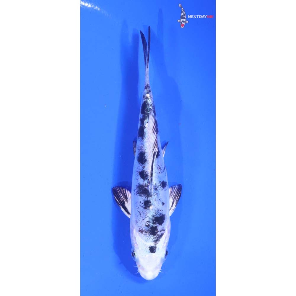 5” Imported Doitsu Gin Shiro Bekko