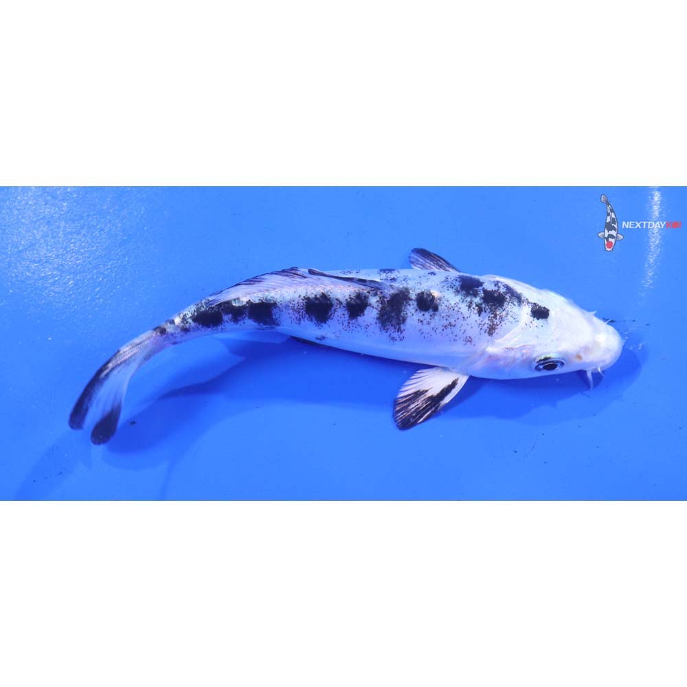 5” Imported Doitsu Gin Shiro Bekko