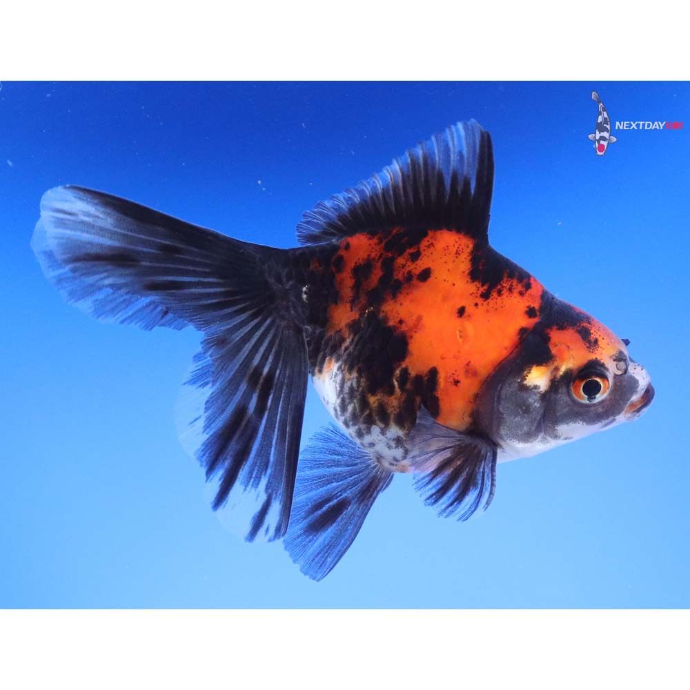 4.5” Imported Calico Ryukin