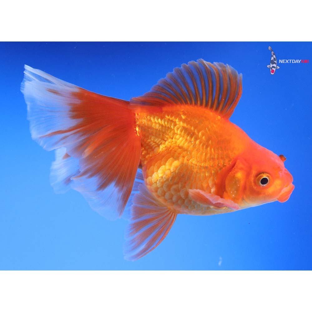 4.5” Imported Red Ryukin