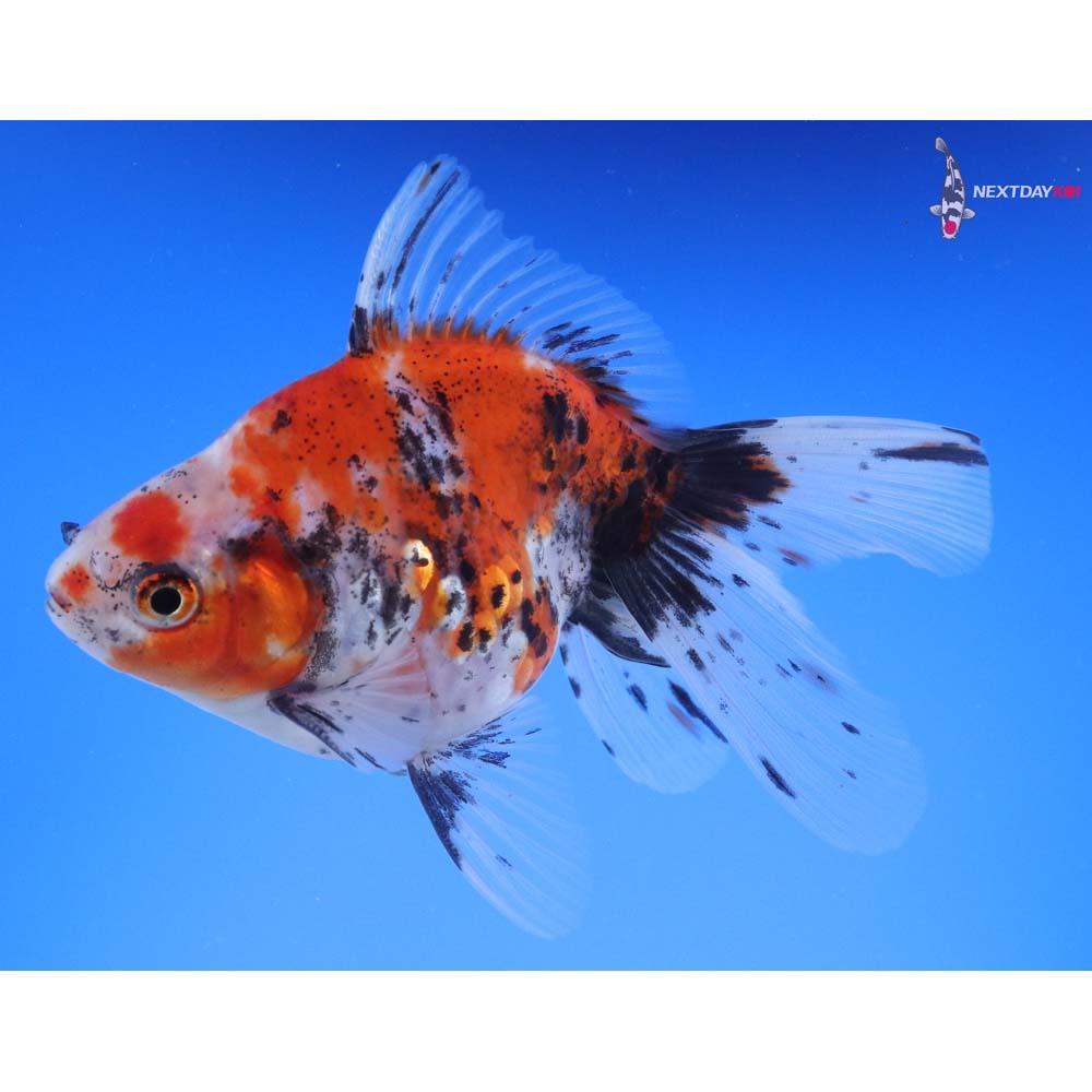 4.5” Imported Calico Ryukin