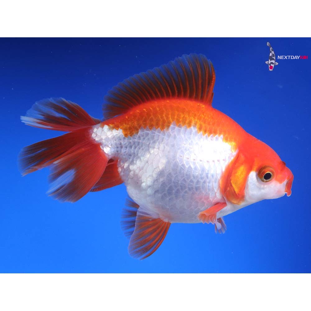 4.5” Imported Red and White Fantail