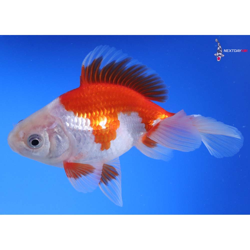 4.5” Imported Red and White Fantail