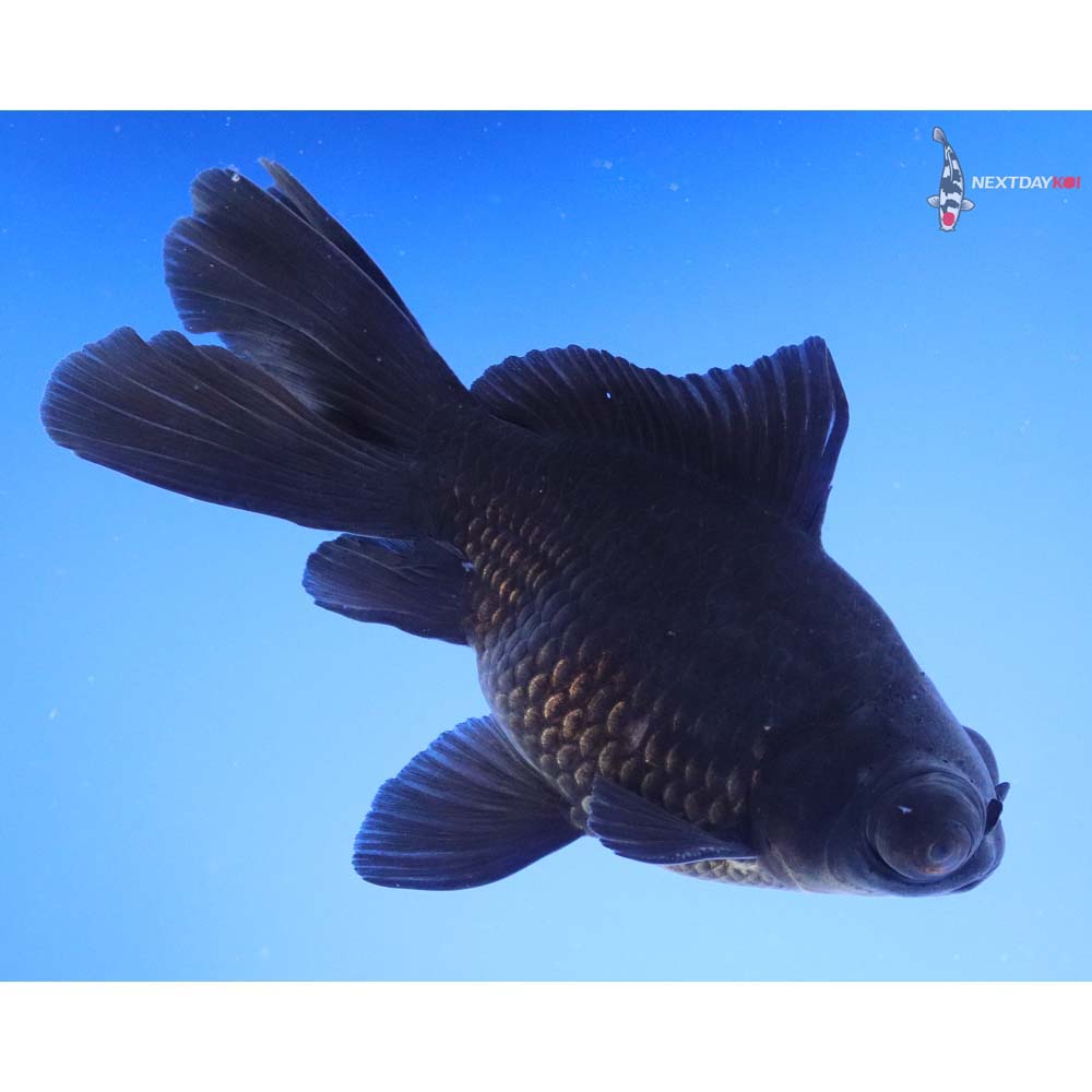 4.5” Imported Black Telescope Fantail