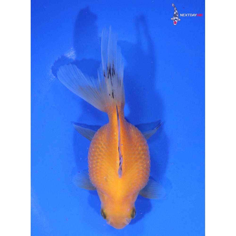 4.5” Imported Yellow Pearlscale