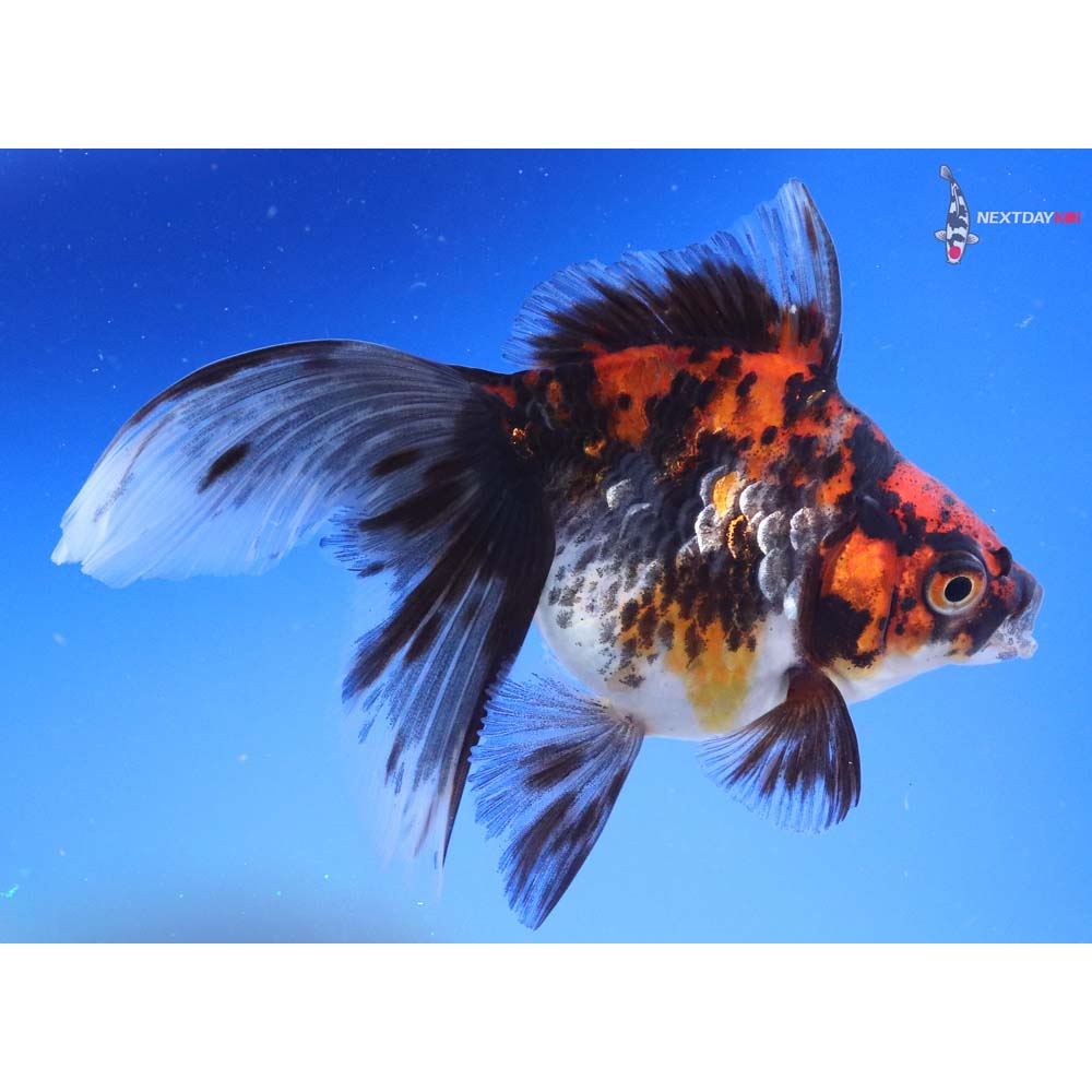 5” Imported Calico Ryukin