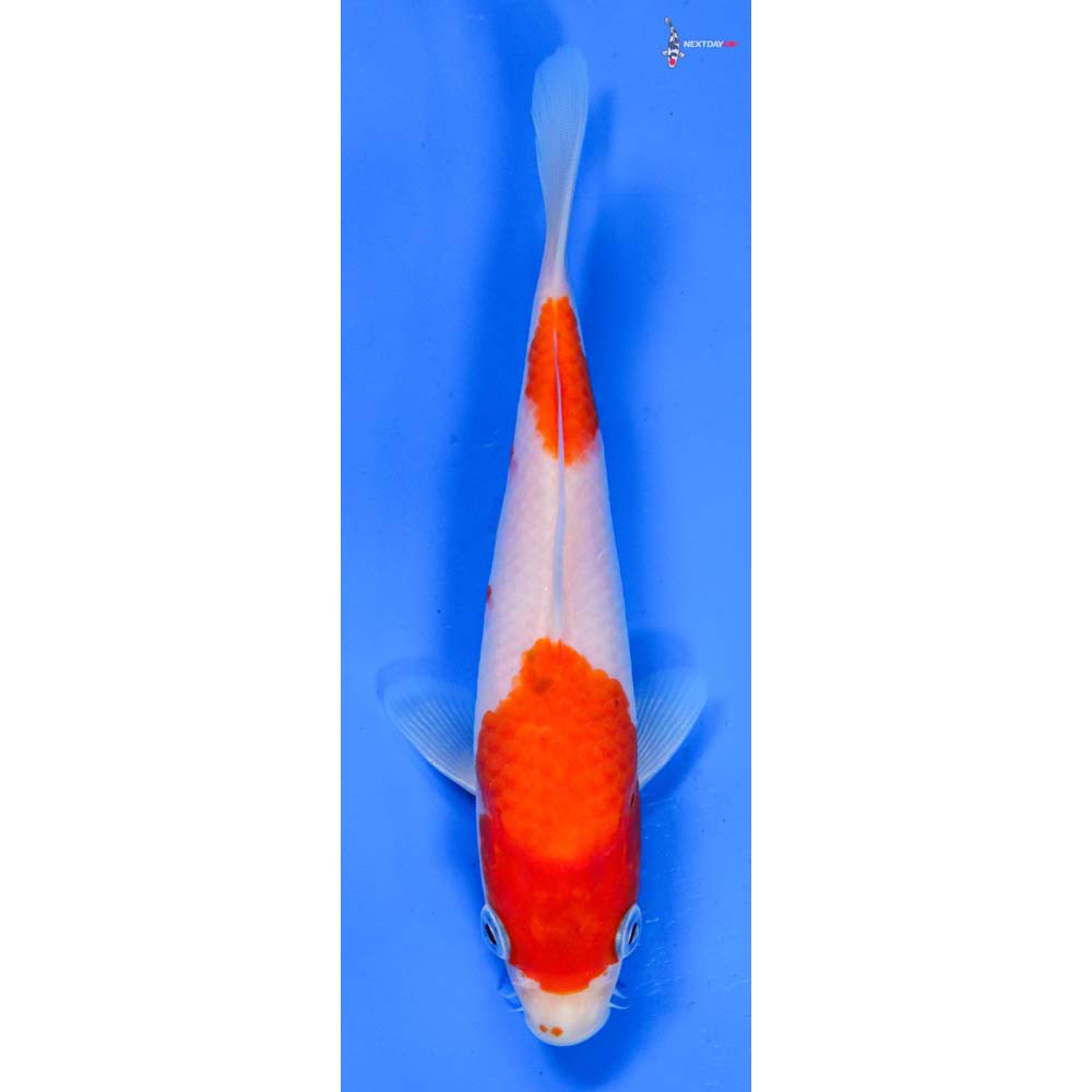 6” Imported Kohaku