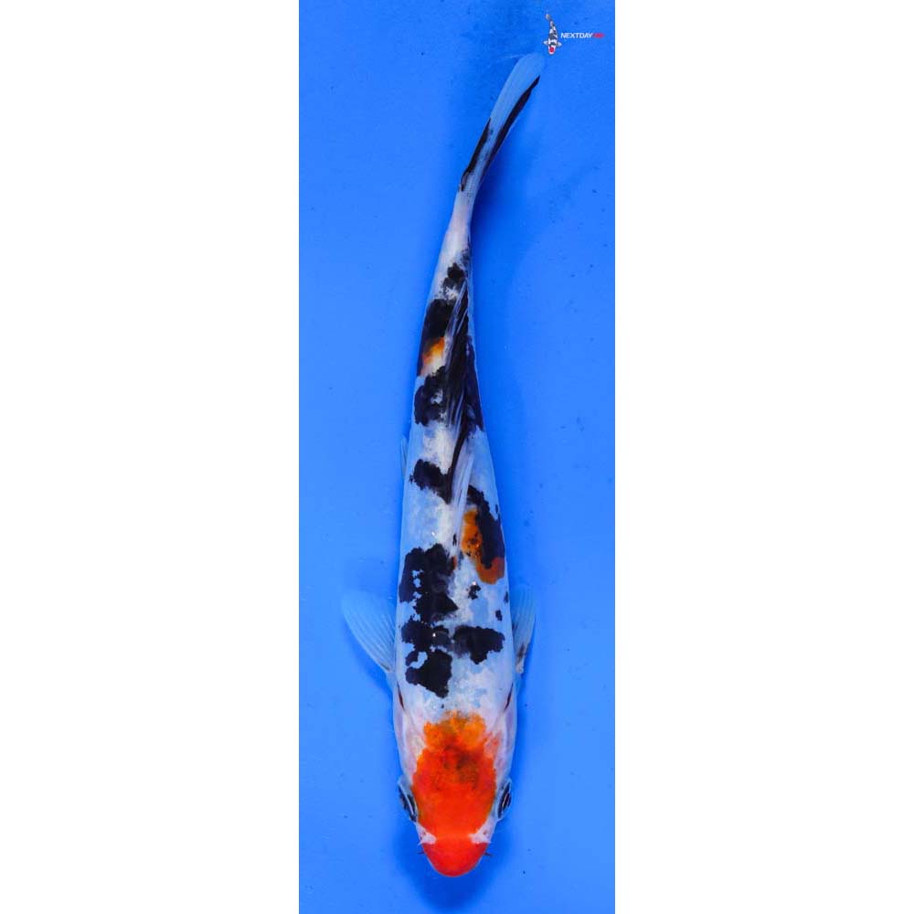 6” Imported Doitsu Sanke