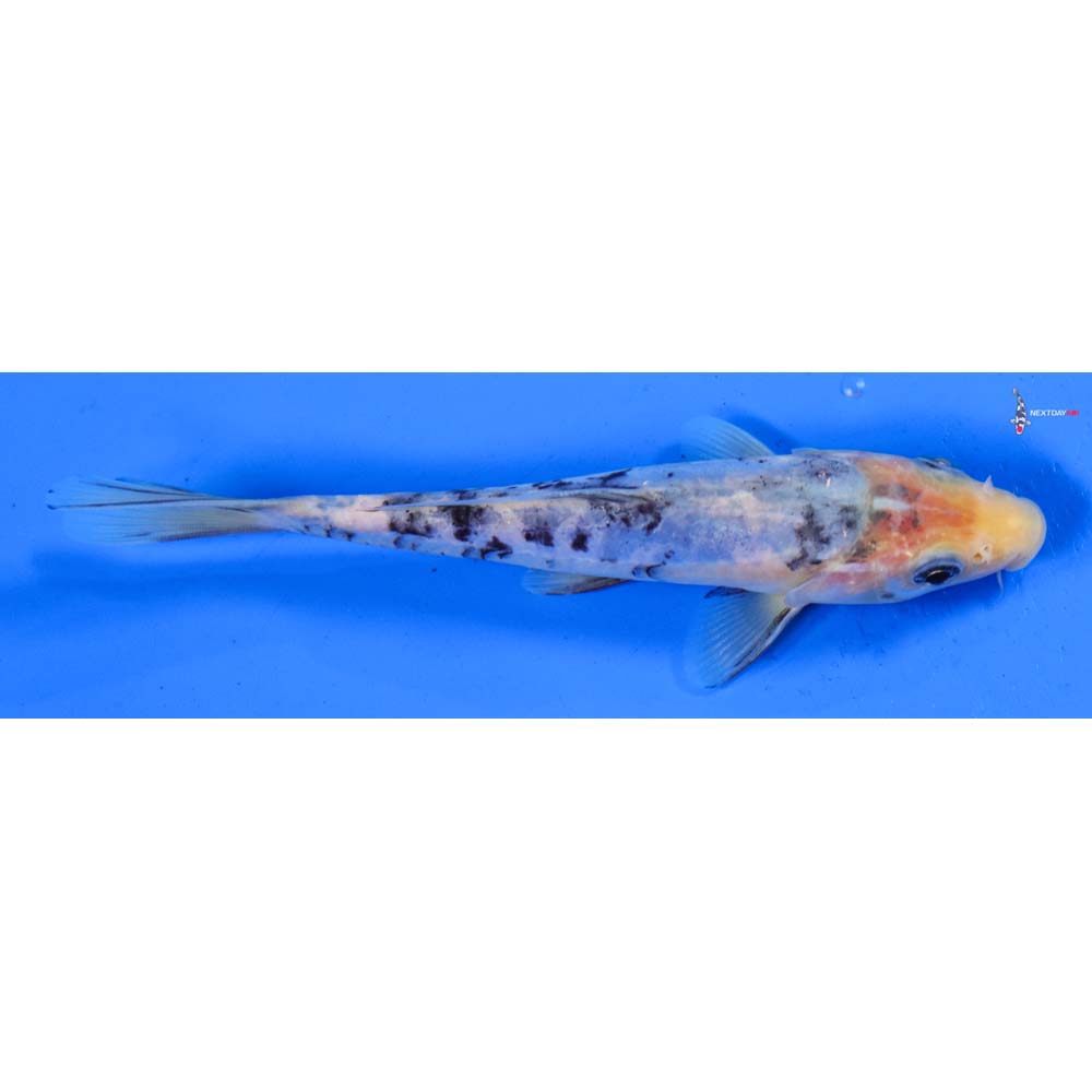 6” Imported Doitsu Shiro Bekko