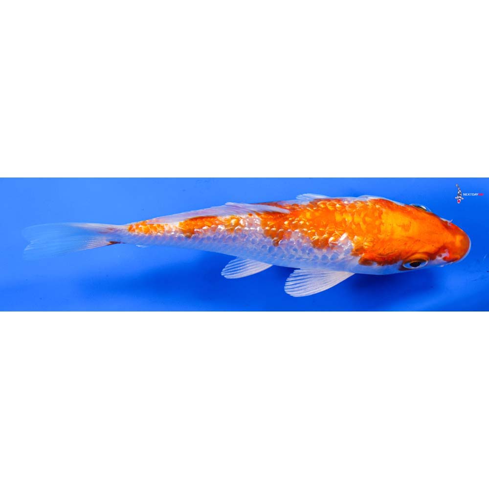 5.5” Imported Gin Rin Hariwake