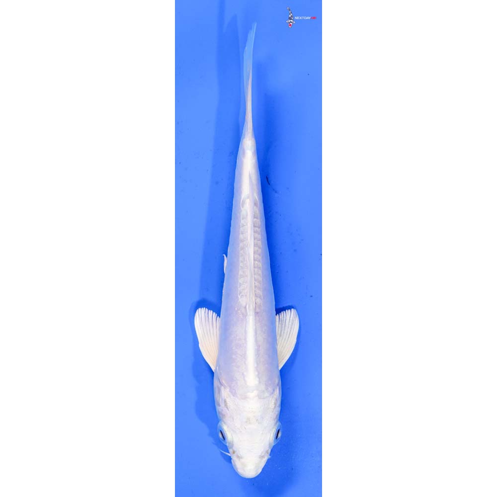 6” Imported Doitsu Platinum Ogon