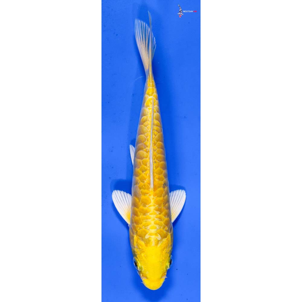 6.5” Imported Armor Scaled Yamabuki Ogon