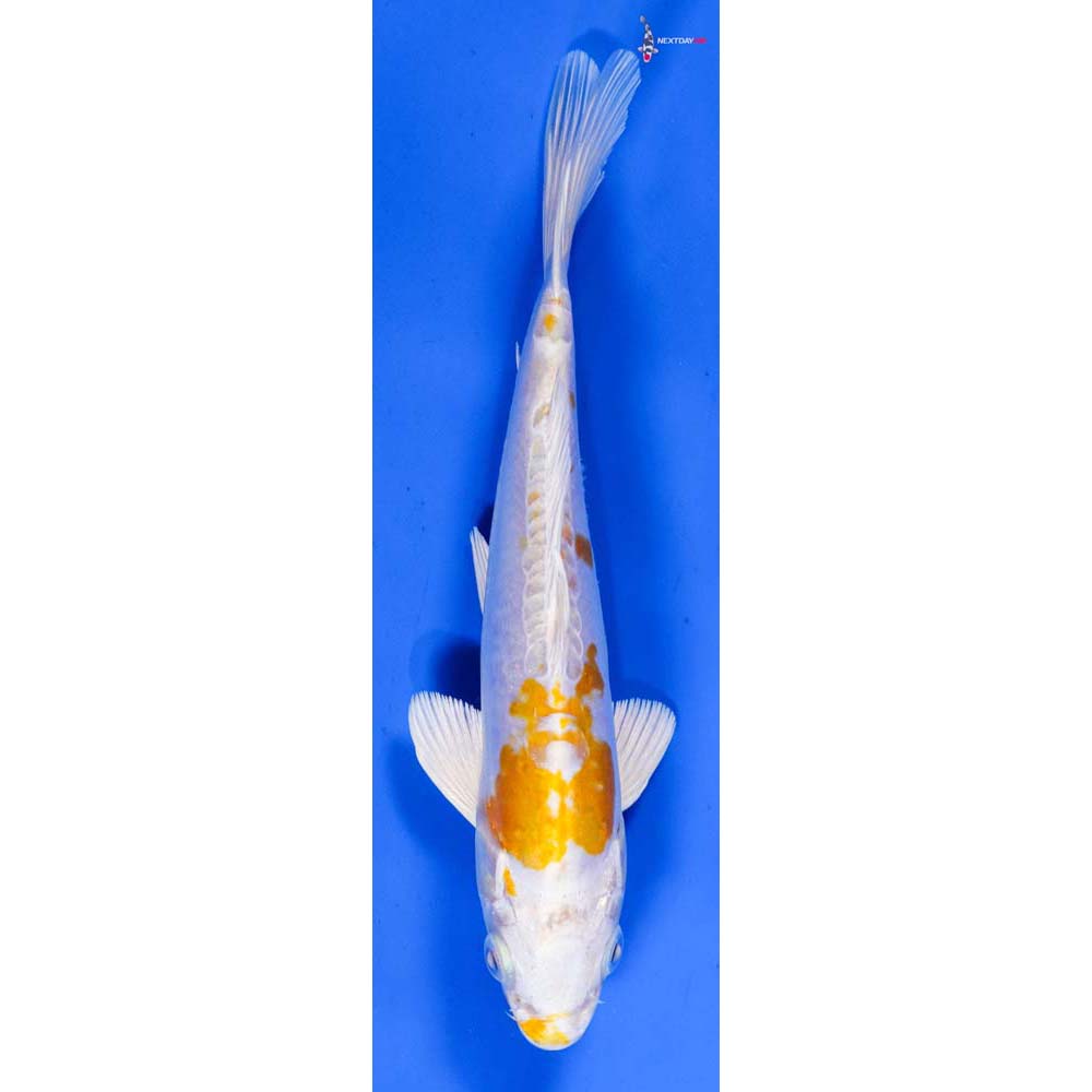 6.5” Imported Kikusui