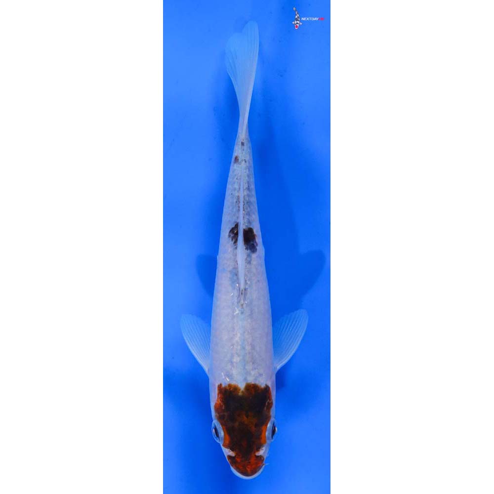 6.5” Imported Goromo