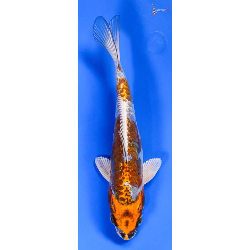 6.5” Imported Doitsu Kujaku