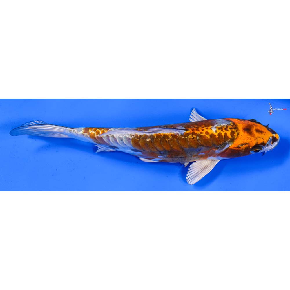 6.5” Imported Doitsu Kujaku