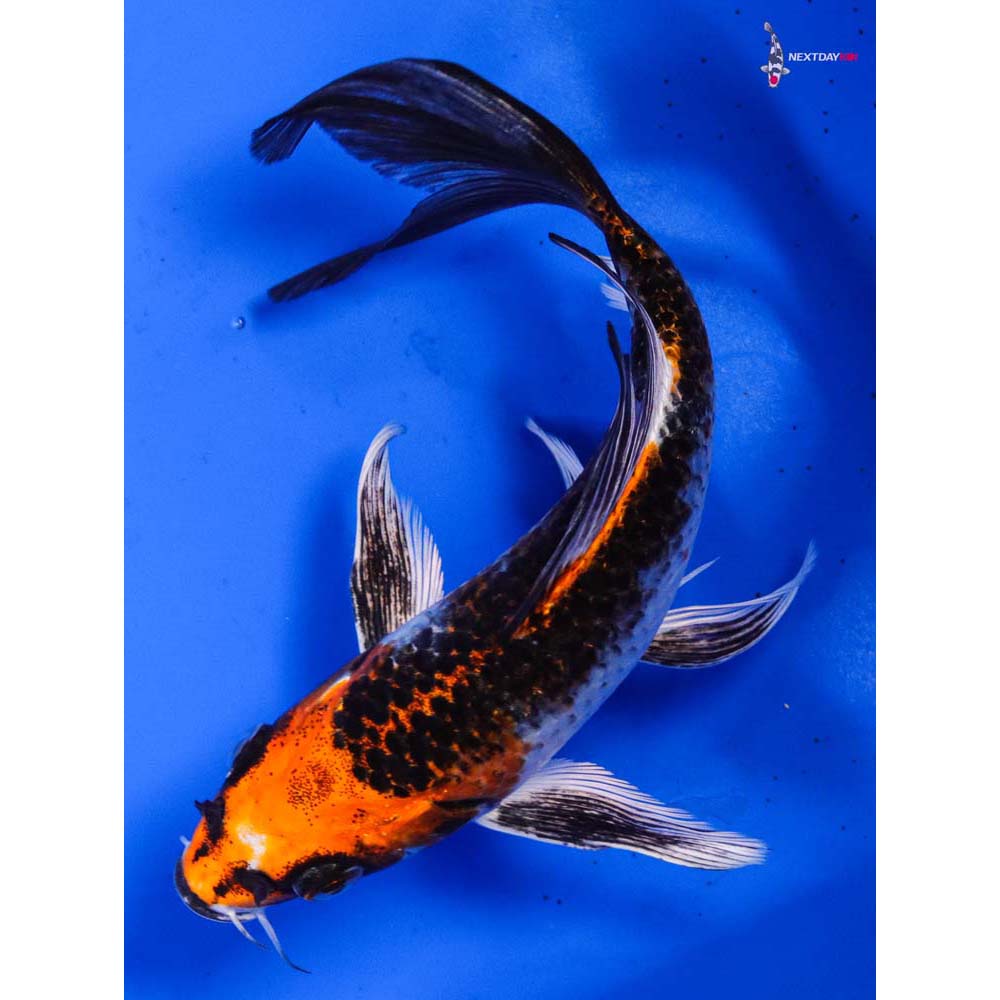 6.5” Imported Kujaku Butterfly Koi