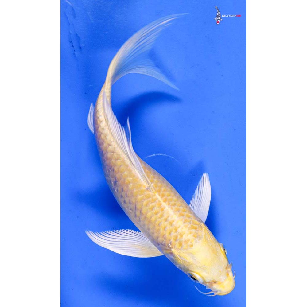 6” Imported Yamabuki Ogon Butterfly Koi