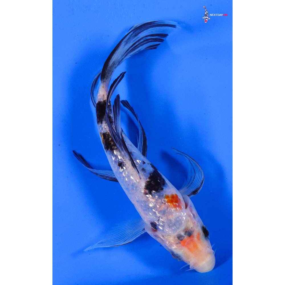 6” Imported Gin Rin Sanke Butterfly Koi